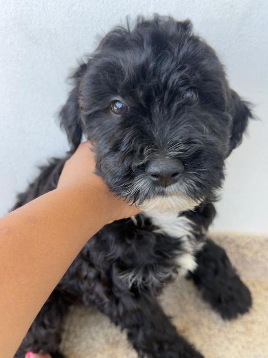 Cão babe para adopção