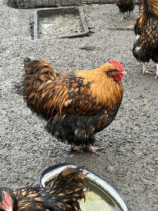 Kury ozdobne koguty orpington złotołuskowany