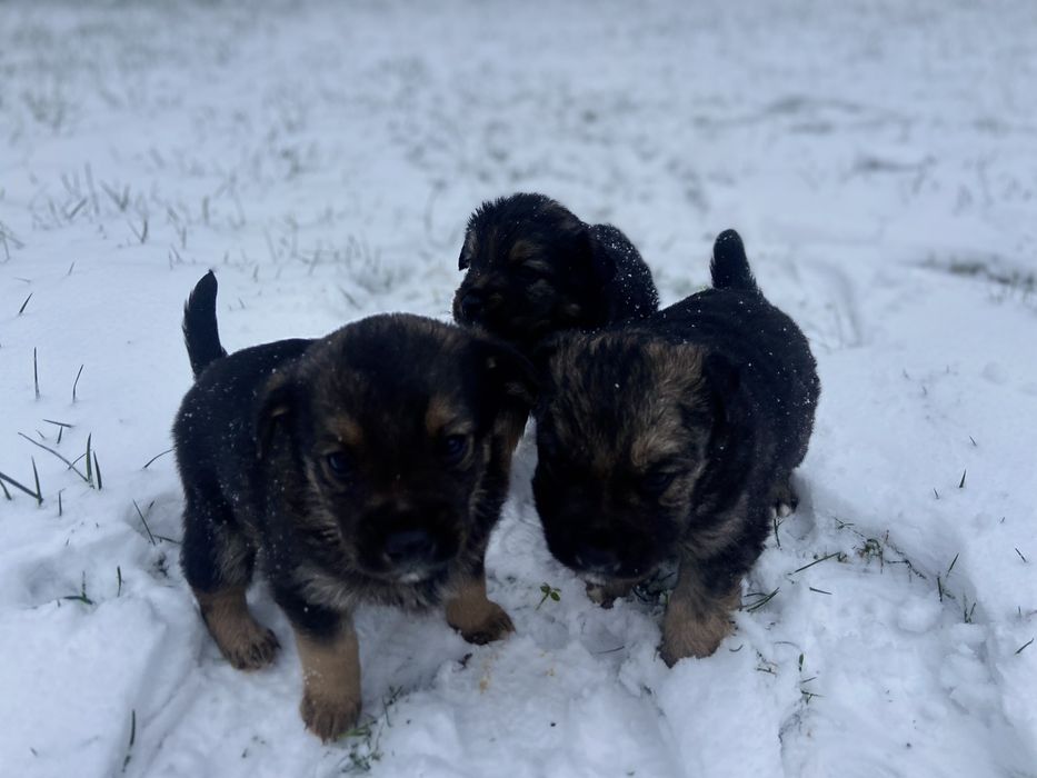 Віддам цуценят в добрі руки