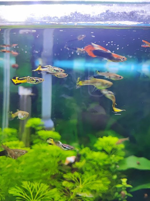 Guppys Sortidos
Vendo Guppys sa