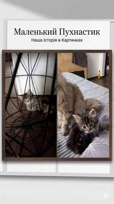 Кошенята безкоштовно