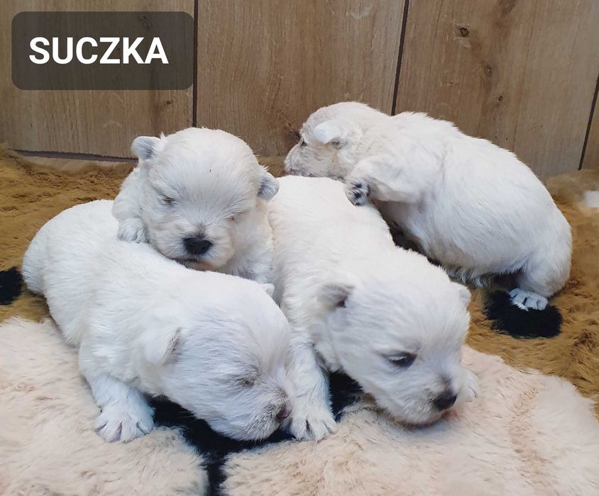 West Highland White Terrier - Śliczna suczka