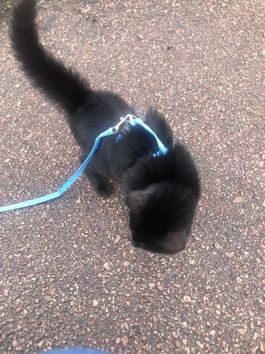 Відам котика безкоштовно