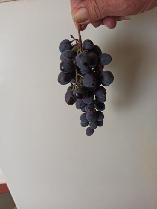 Бесплатно виноград