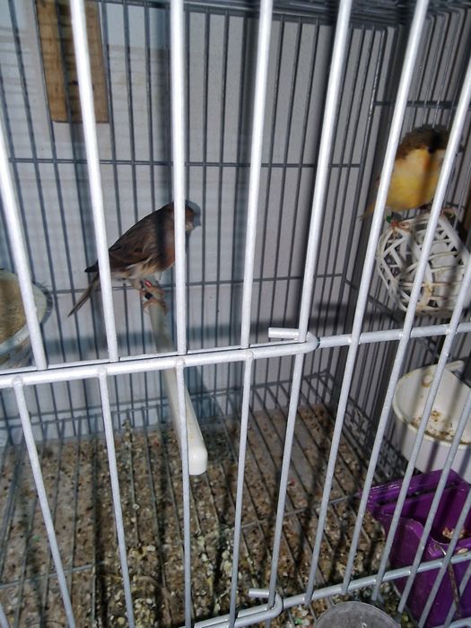 Plantel de canários para cedência