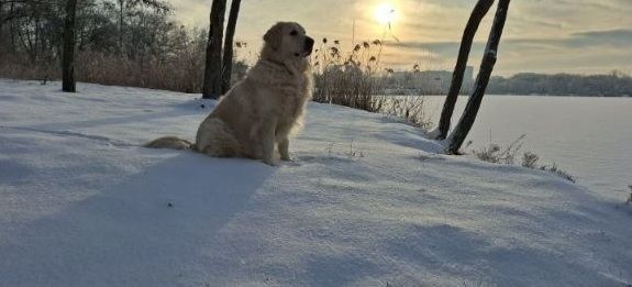 Цуценята голден ретривера