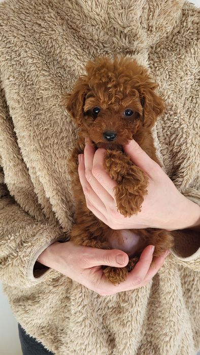 Той пудель дівчинка Китай, тікап(toypoodle, teacup, teddy poodle)