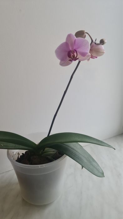 Вашингтон орхідея фаленопсис