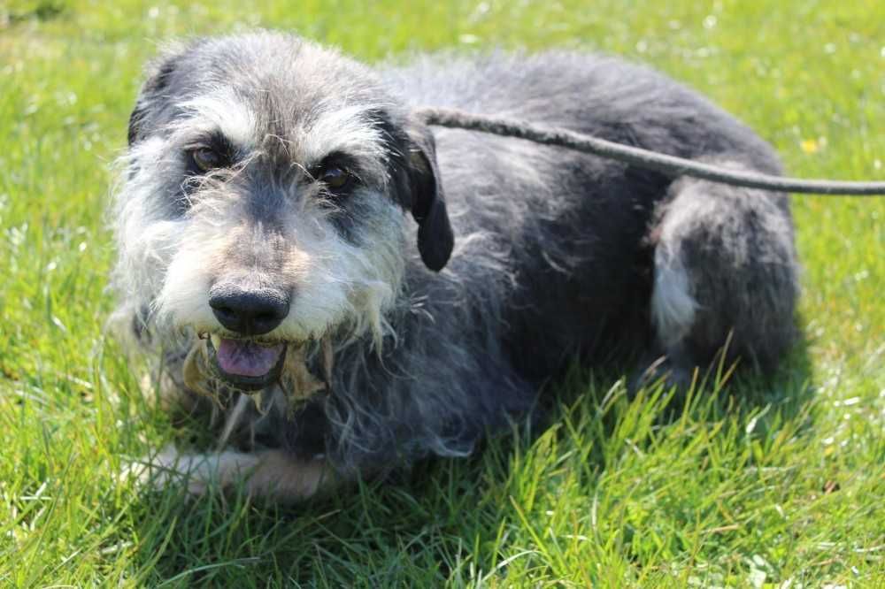 366378 Mumin do adopcji.