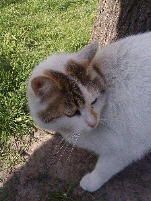 Стерилизованная кошечка только в надежные руки.