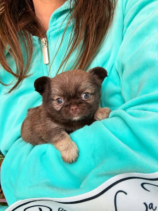 Cudny chłopiec dlugowlosy chihuahua FCI