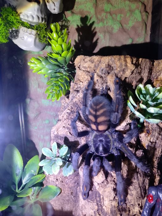Ptasznik Psalmopoeus Irminia