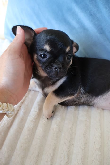 Chihuahua mini. Menina  Black Tan. Super  doce..Cabeça de maçã. Perfeita!