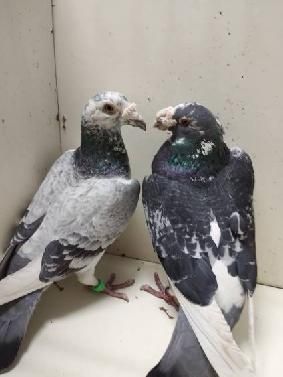 Gołębie staropolskie samica 2025 samiec 2023