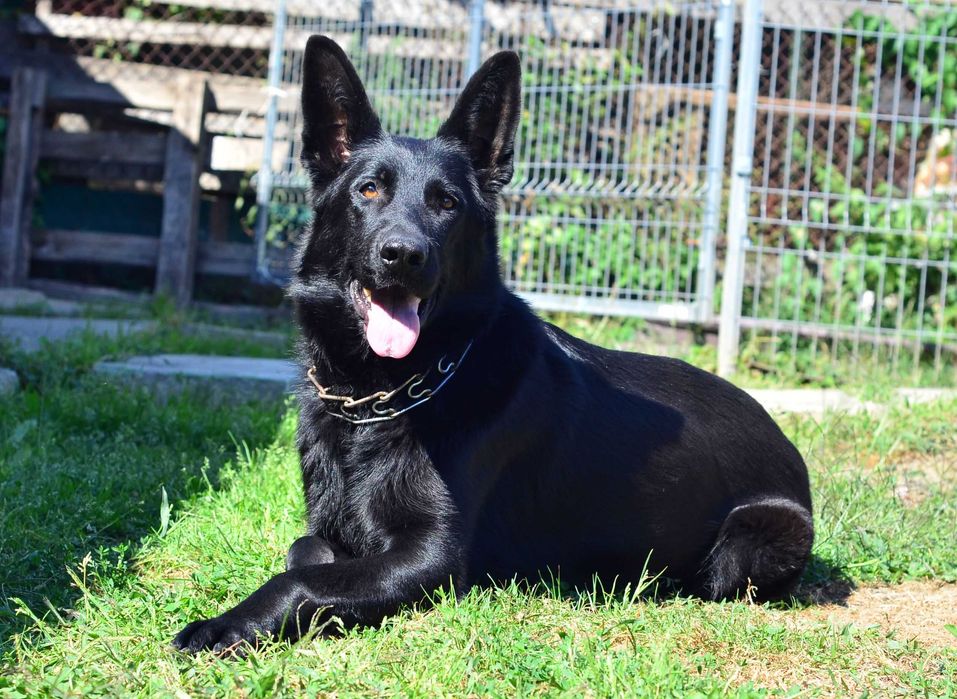 Продаються цуценята німецької вівчарки