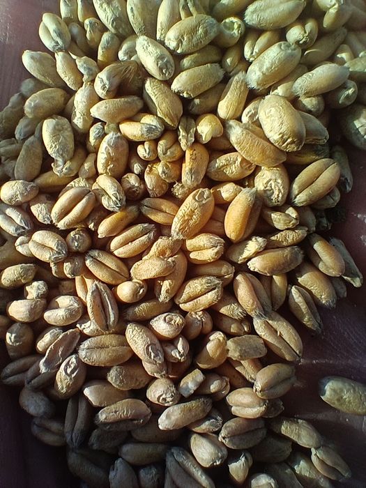 Pszenica ozima zbiór 2025