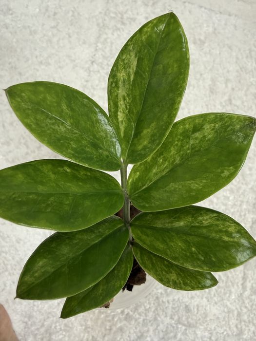 Zamioculcas Zamiifolia vrgt.