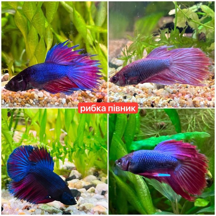 Акваріумні рибки,креветки,рослини.Аквариумные рыбки,креветки,растения