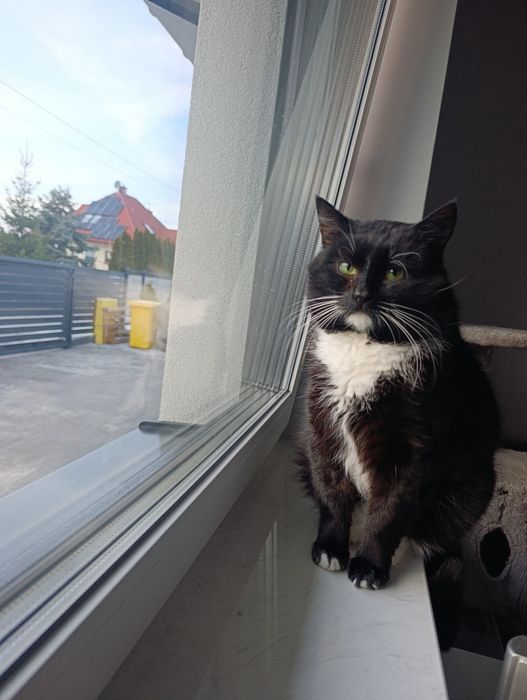 DEMONEK szuka pilnie domu