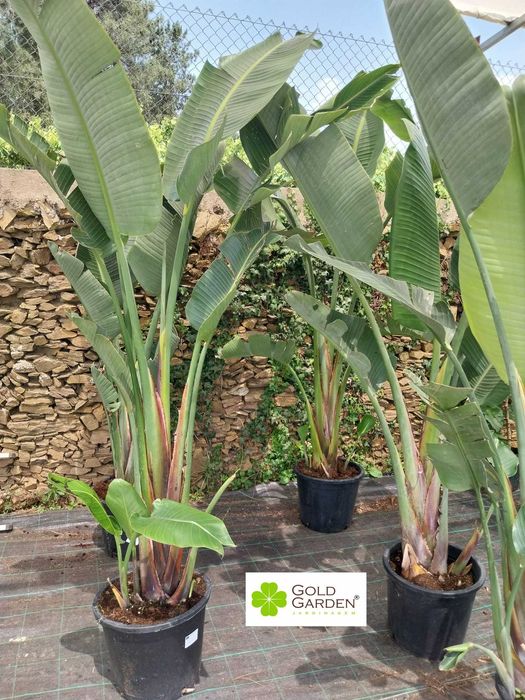 Estrelícias Gigantes a Bom Preço