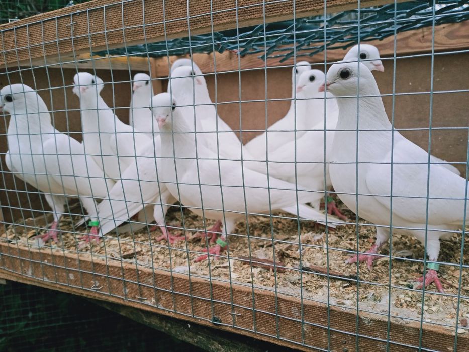 Gołębie ozdobne, czaple.