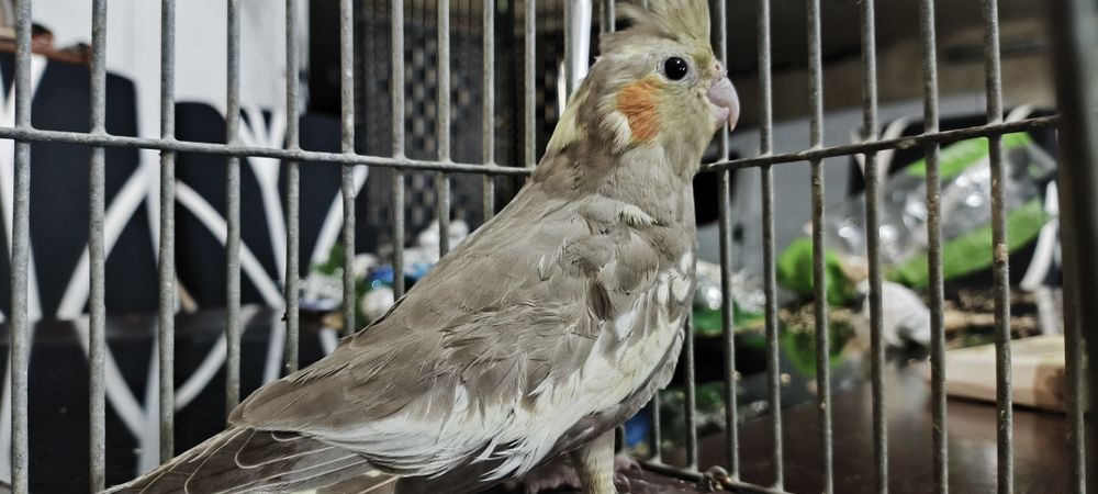 Caturra fêmea cinza