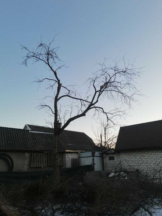 Обрезка сада / Обрізка саду / Обрезка деревьев / Обрізка фруктових