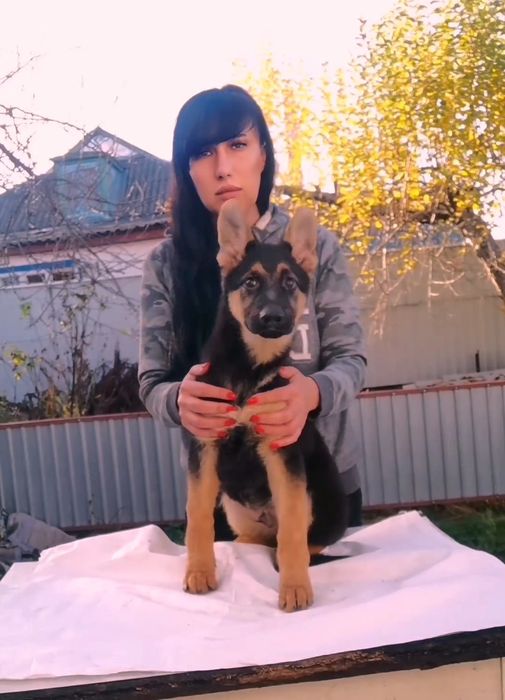 Щенки Немецкой овчарки 3 месяца.