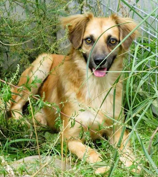 BUENO - młody, delikatny psiak pilnie szuka domu