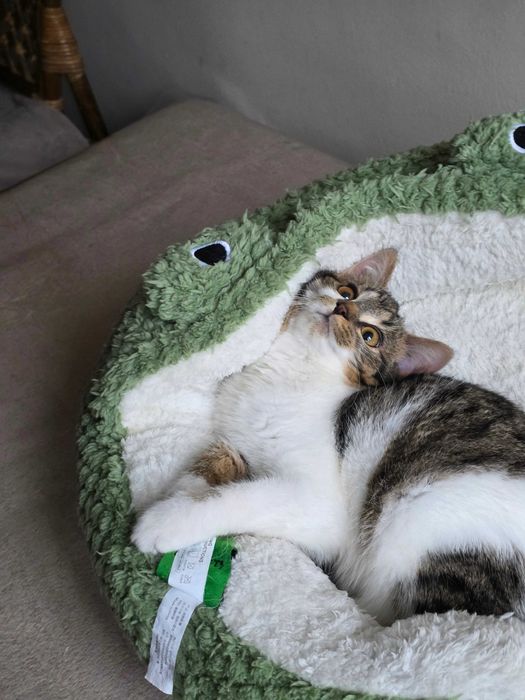 Freya szuka dobrego domku