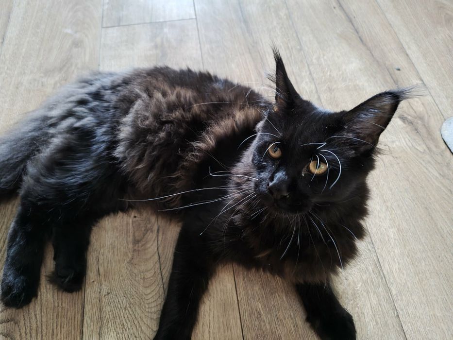 Maine coon kotki