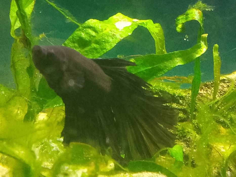 Ryba Bojownik samiec