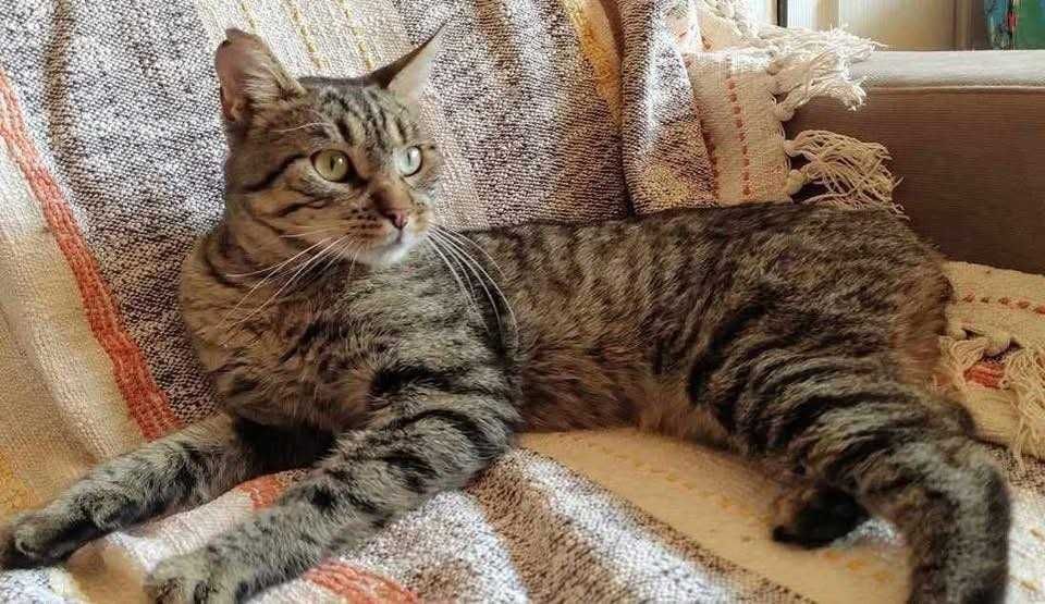 Kocurek Ryś szuka domku