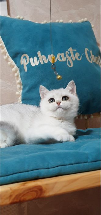 срібляста шиншила
