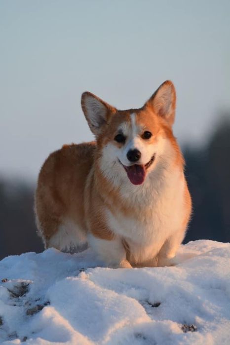 Цуценята Вельш Корги Пемброк