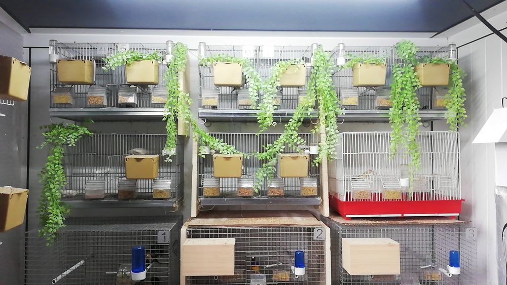 Gaiolas/material de criação