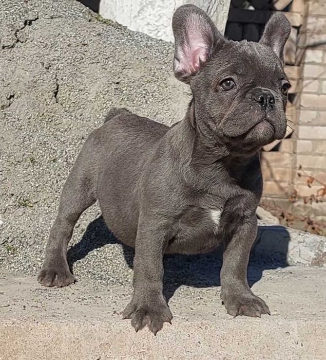 Голубая франичка бульдожка