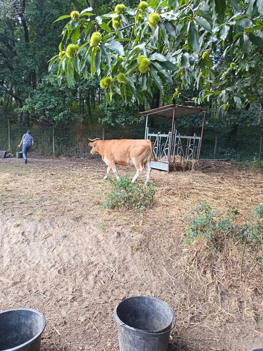 Vende-se touros.