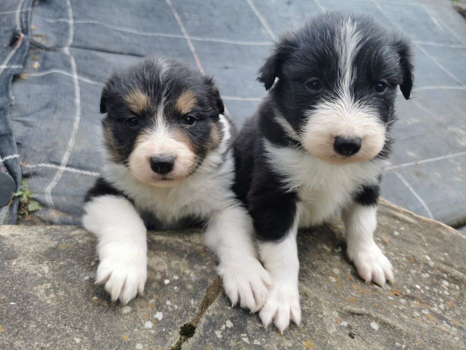 Szczeniak Border Collie