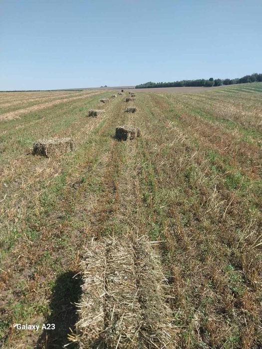 Продам сіно в тюках (суміш: вика, люцерна, злакові).
