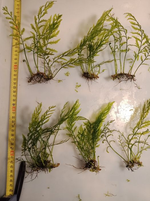 Bolbitis Heudelofii paproć wodna roślina akwariowa od 10zł