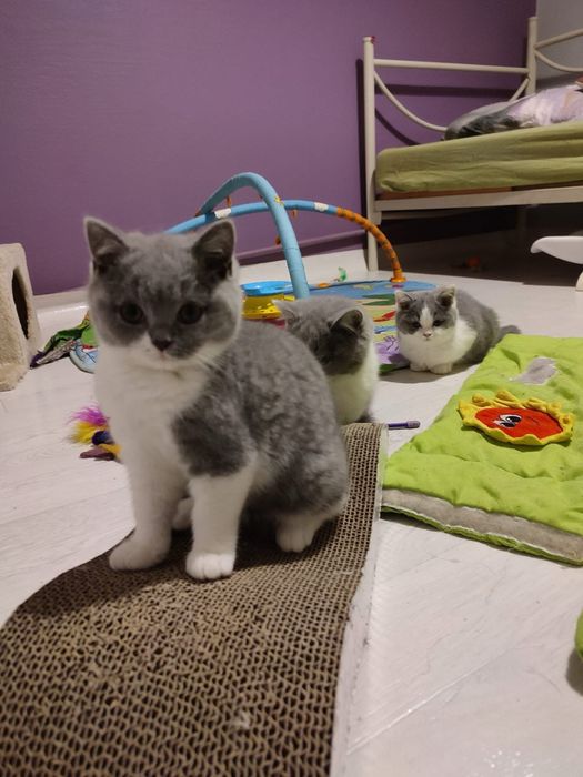 Kocur brytyjski krotkowlosy do hodowli, OKAZJA