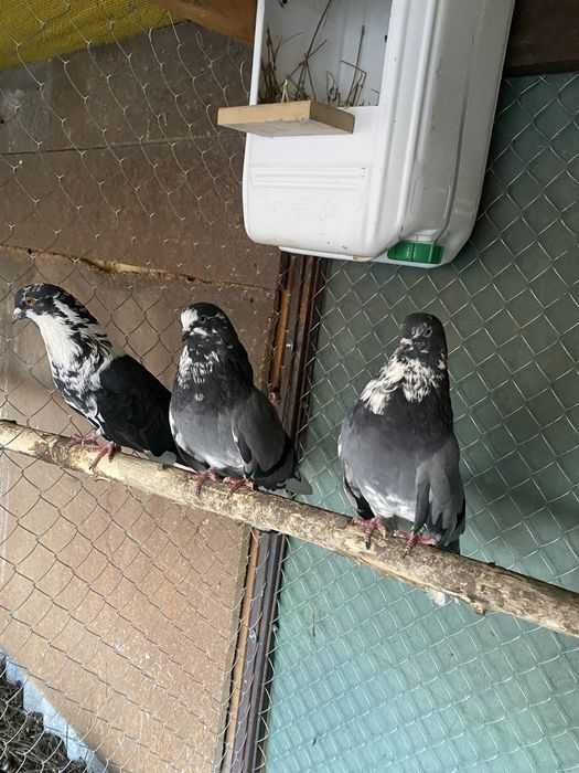 Продам голубиї кури