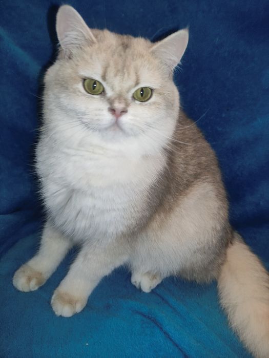 Супер якість дівчинка блакитне золото чекає на вас