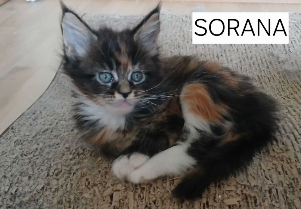 Czarna szylkretka z białym, Maine Coon, SORANA Bratnia Dusza *PL