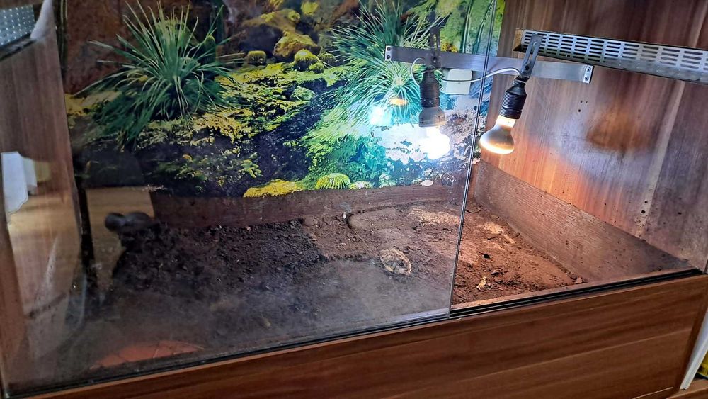Terrarium dla żółwia z zawartością