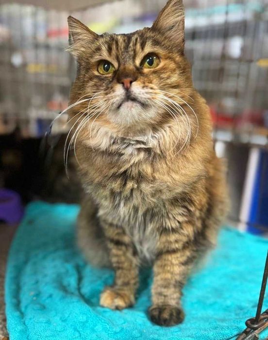 Лагідна домашня киця Марфуша шукає новий дім ! кішка кіт кошеня