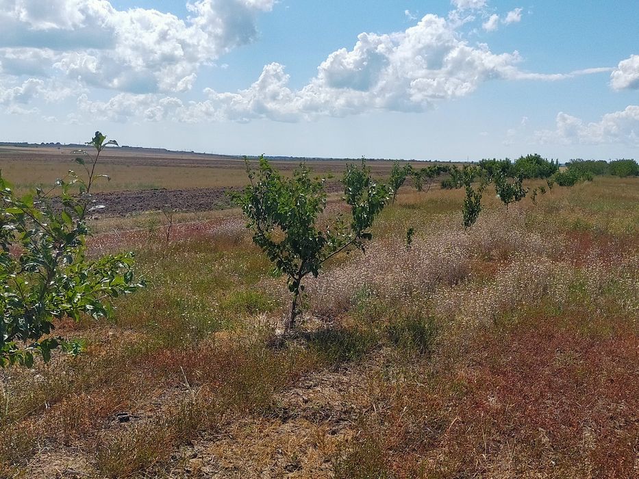 Продам сад с. Троицкое Беляевского р-на,Одесской обл.