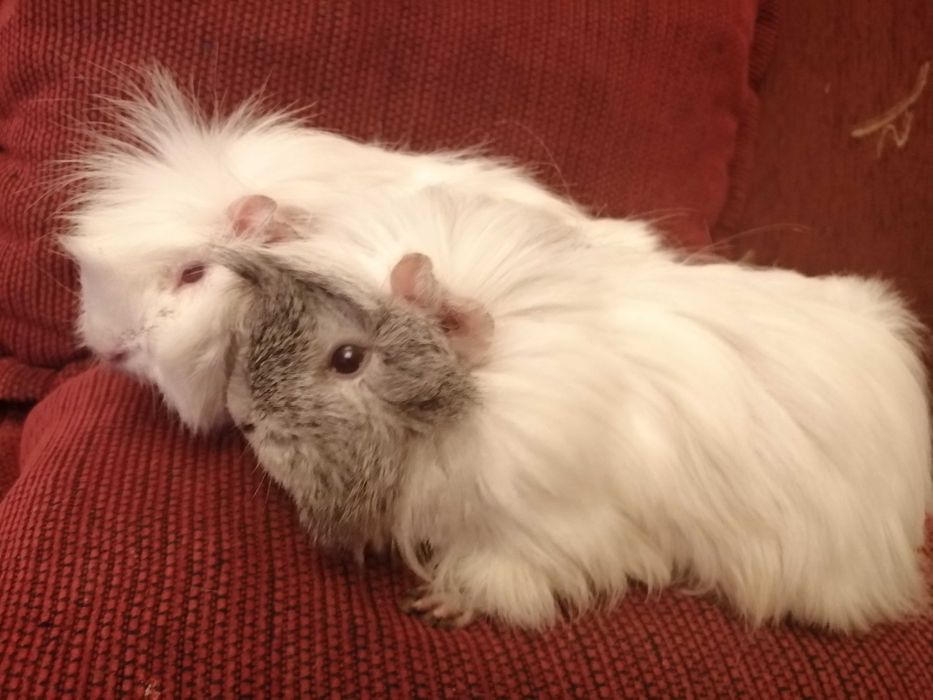 świnka morska, świnki morskie peruwianki