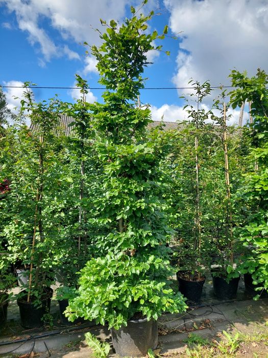 Buk gęsty na żywopłot